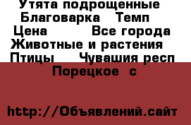 Утята подрощенные “Благоварка“,“Темп“ › Цена ­ 100 - Все города Животные и растения » Птицы   . Чувашия респ.,Порецкое. с.